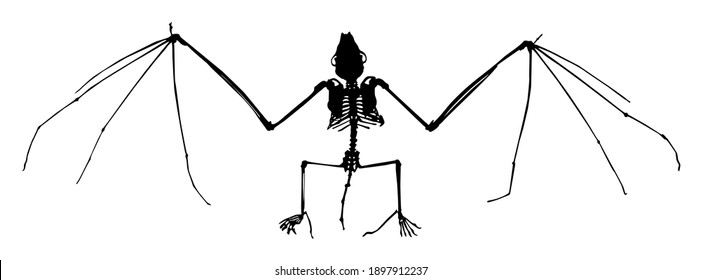 silhouette of a bat skeleton vector illustration