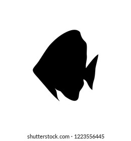 Silhouette Batfish Platax Orbicularis