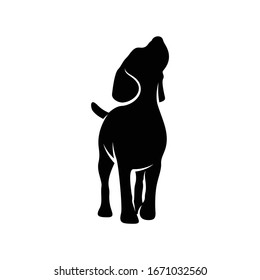 Silhouette beagle dog vector illustration design with black and white colour