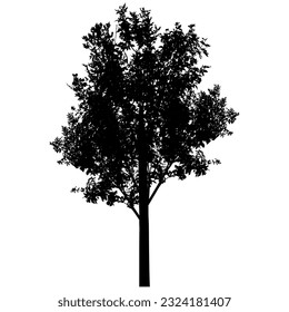 Silhouette von schönem Aschebaum. Vektorgrafik.