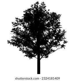 Silhouette of beautiful ash tree. Vector illustration.