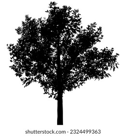 Silhouette de un hermoso árbol de ceniza. Ilustración vectorial.
