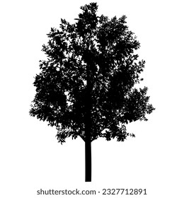 Silhouette of beautiful ash tree. Vector illustration.
