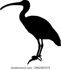 Silhouette a beautiful bird illustration