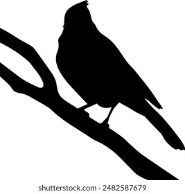 Silhouette a beautiful bird illustration