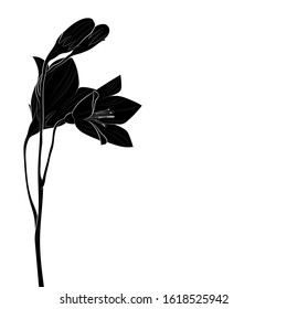 Silhouette of a beautiful flower. Black and white illustration. Vector.