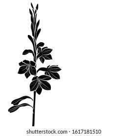 Silhouette of a beautiful flowers (Watsonia Tabularis). Black and white illustration. Vector.