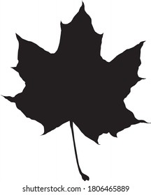 The silhouette of a beautiful Maple leaf