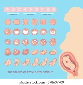 silhouette beautiful pregnant woman.
 stages of fetal development. isolated on white background. Pregnancy. 