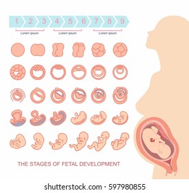 silhouette beautiful pregnant woman.
 stages of fetal development. isolated on white background. Pregnancy