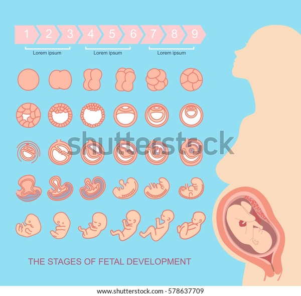 Silhouette Beautiful Pregnant Woman Stages Fetal Stock Vector (royalty 