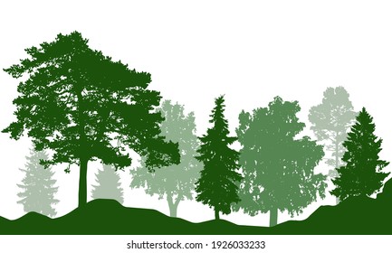 Silhouette of beautiful summer forest. Real fir trees, pine, coniferous trees, birch and others. Vector illustration.