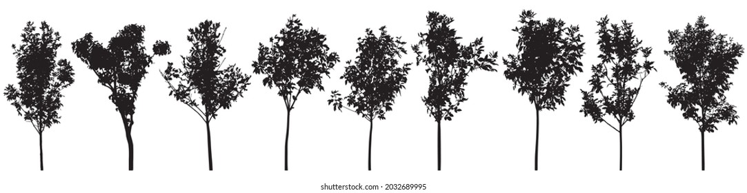 Silhouette of beautiful trees, set. Ash young trees, lilac.  Seedling for landscaping. Vector illustration. svg