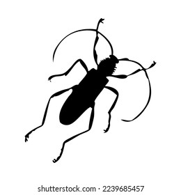 Silhouette of beetle. Beetle close-up detailed. Vector beetle icon on white background.