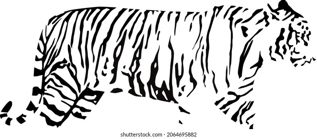 silhouette of bengal tiger (Panthera tigris tigris) from side with black stripes, vector illustratin isolated on white background, realistic outline