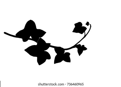 Silhouette of bent ivy twig isolated on white, vector illustration