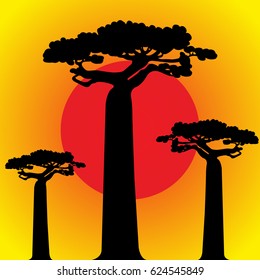 Silhouette of the big baobab under sunset