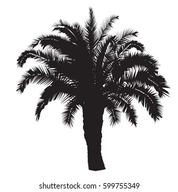 Silhouette of a big date palm tree on a white background