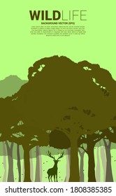 Silhouette of Big deer in forest. background for natural take care and save the environment.