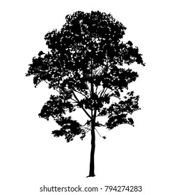Silhouette of a big maple with leaves, the black-and-white vector image
