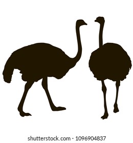 Silhouette big ostrich standing on a white background