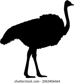 Silhouette of a big ostrich standing on a white background.