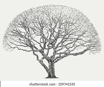 silhouette of a big tree