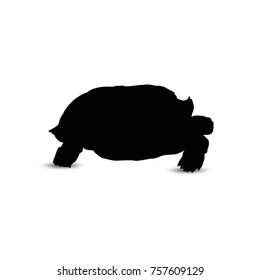 8,947 Tortoise silhouette Images, Stock Photos & Vectors | Shutterstock