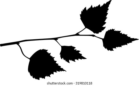Silhouette of birch branch