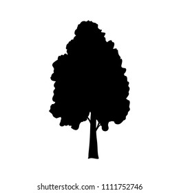 Silhouette birch icon tree flora