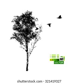 Silhouette of birch tree with bird. Vector