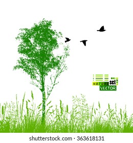 Silhouette of birch tree with bird. Vector
