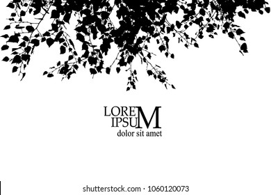 Silhouette of a birch tree. Vector