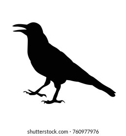 silhouette bird crow, isolated, vector