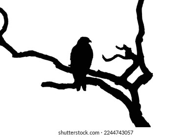 Silhouette de un pájaro. Arte vectorial de águila, silueta de águila en una rama.