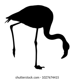 Silhouette bird flamingo on a white background.