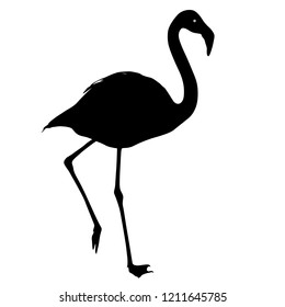 Silhouette bird flamingo on a white background