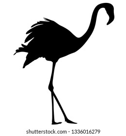 Silhouette bird flamingo on a white background