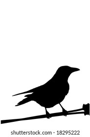 a silhouette of a bird isolated on white