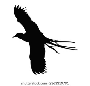 Silhouette of the bird (jacamar) in flight.