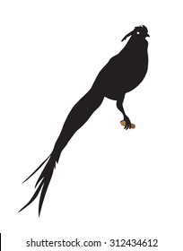 silhouette of bird with long tail