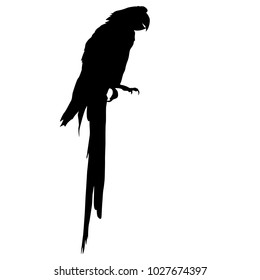 Silhouette Bird Macaw On A White Background.