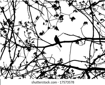 Silhouette of bird on branch