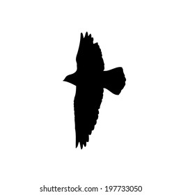 Silhouette of the bird on white background. Vector