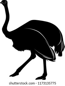 silhouette of a bird ostrich isolated on white background