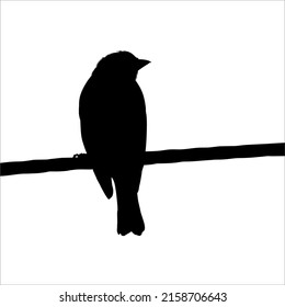 Silhouette of the Bird Perched on the Electrical Wire Base on my Photography. Vector Illustration
