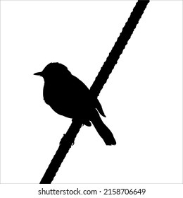 Silhouette of the Bird Perched on the Electrical Wire Base on my Photography. Vector Illustration