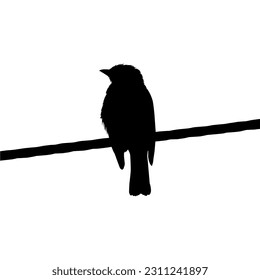 Silhouette of the Bird Perched on the Electrical Wire Base on my Photography. Vector Illustration
