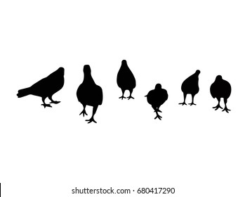 Silhouette of bird. Pigeon walking on the floor. Look like gangster. Template for logo. Tattoo design graphic. Draft from photo. Illustration vector. superpower of team. Clump group for fight.