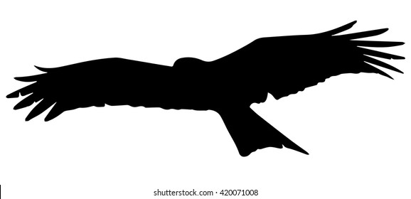 silhouette of a bird of prey